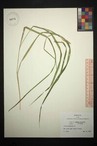 Carex squarrosa image