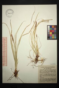 Carex picta image