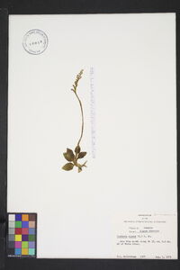 Goodyera repens image