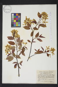 Amelanchier laevis image