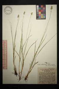 Carex muehlenbergii var. enervis image