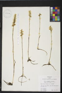 Spiranthes cernua image