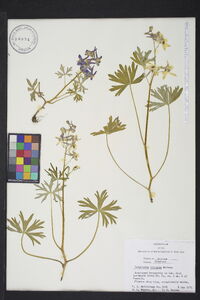 Delphinium tricorne image