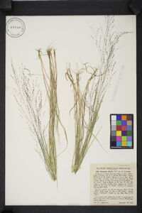 Panicum flexile image