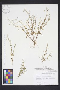 Lindernia dubia var. anagallidea image