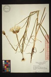 Tragopogon pratensis image