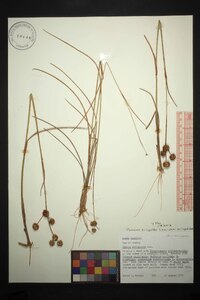 Juncus scirpoides var. scirpoides image