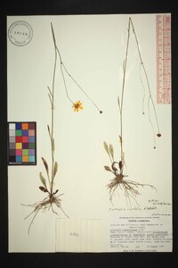 Coreopsis linifolia image