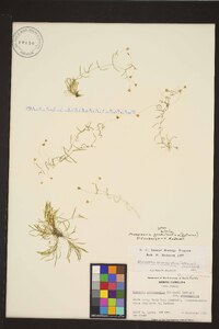 Geocarpon groenlandicum image