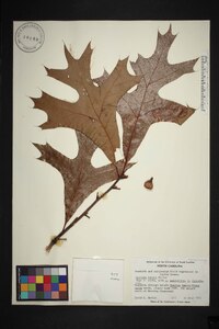 Quercus laevis image