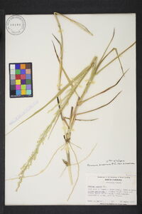 Panicum amarum image