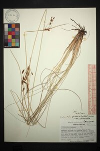 Fimbristylis puberula image