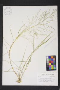 Eragrostis curtipedicellata image