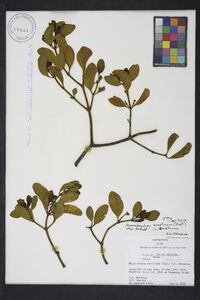 Phoradendron leucarpum subsp. leucarpum image