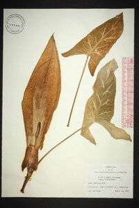 Arum italicum image