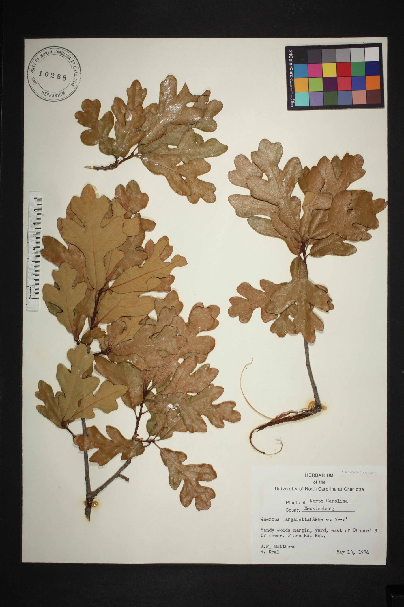 Quercus margaretiae image