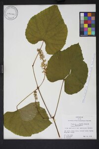 Vitis aestivalis var. aestivalis image