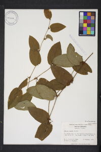 Smilax pumila image