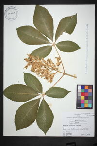 Aesculus sylvatica image