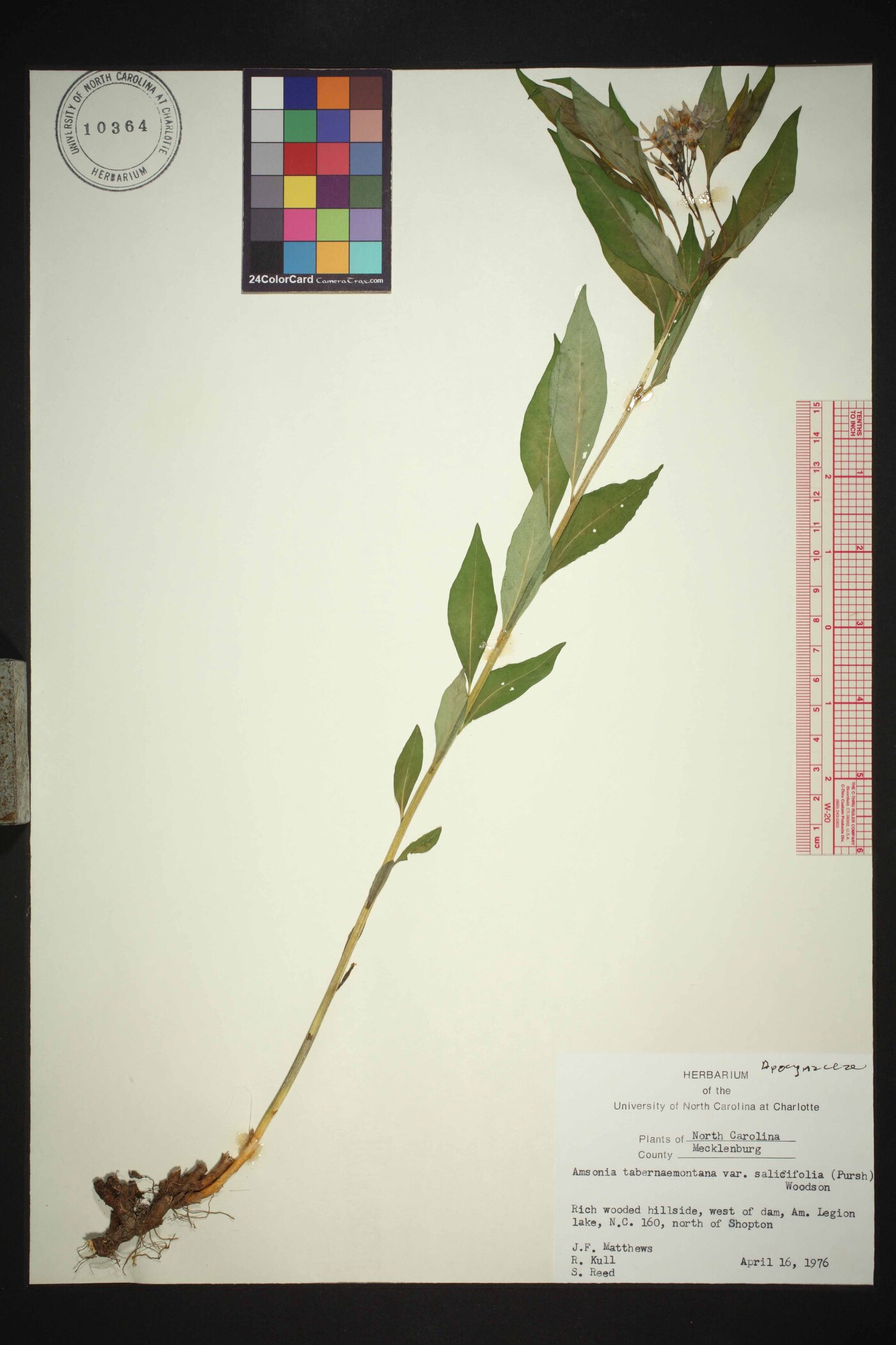 Amsonia salicifolia image