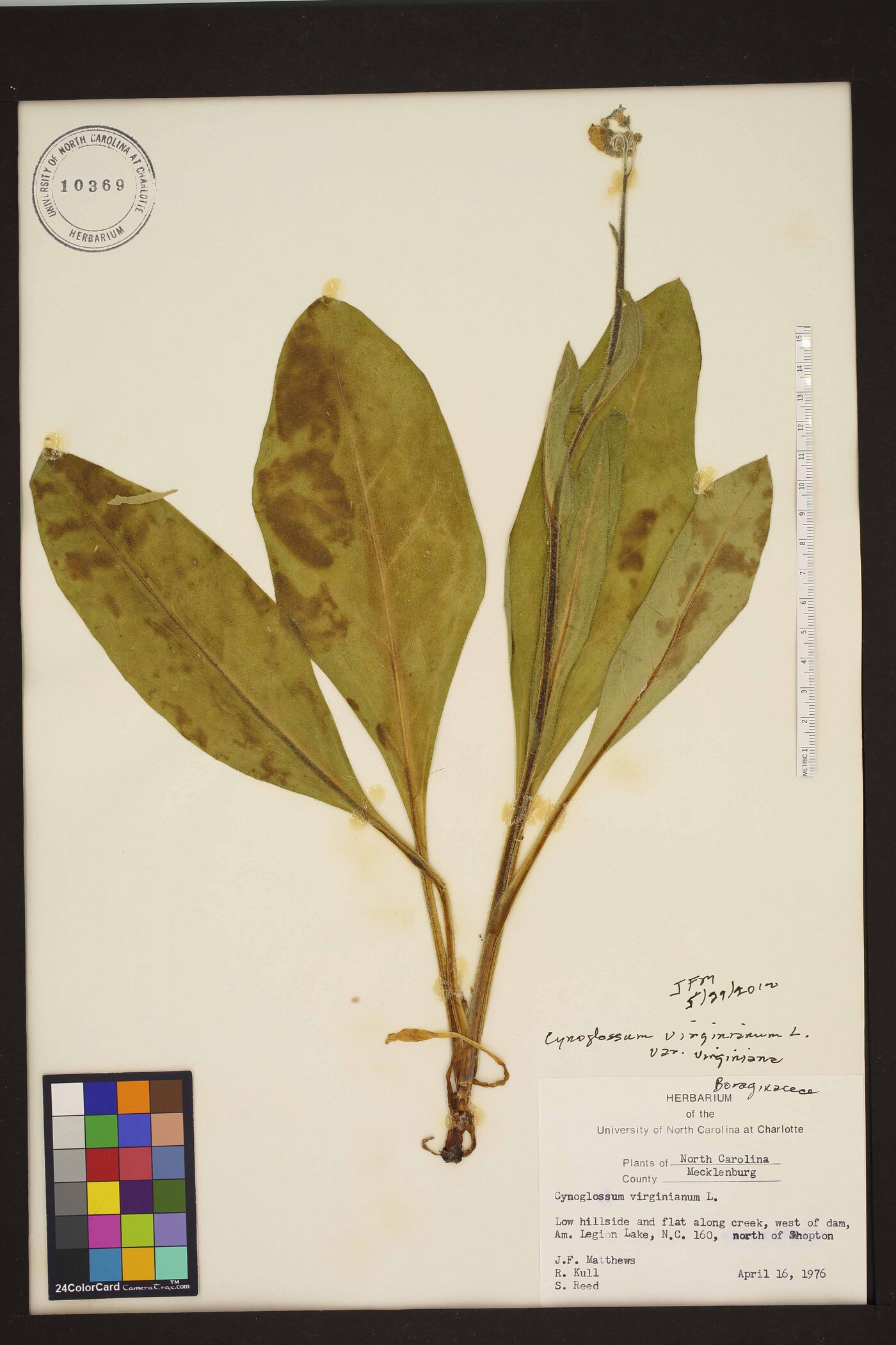 Andersonglossum virginianum image