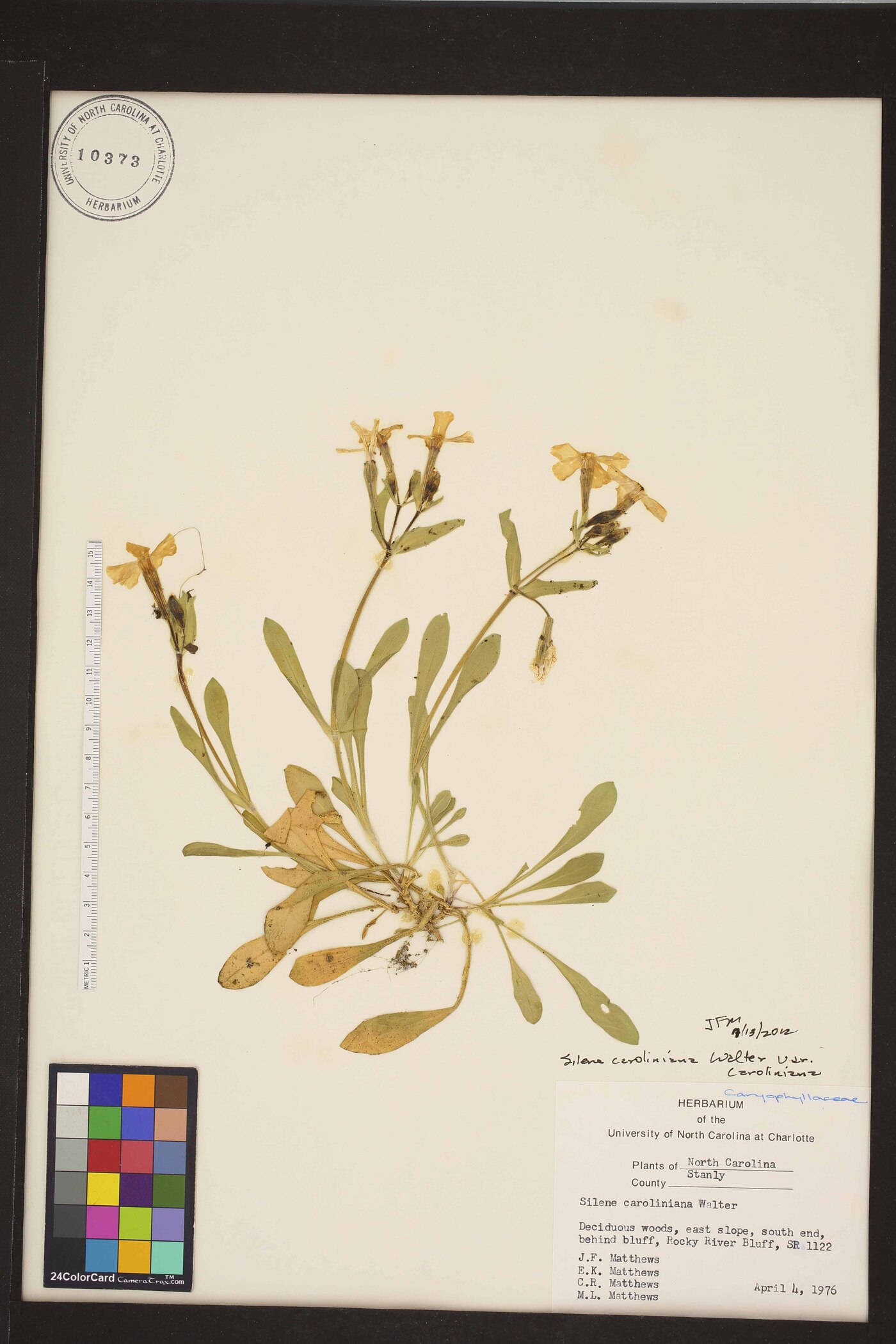 Silene caroliniana subsp. caroliniana image
