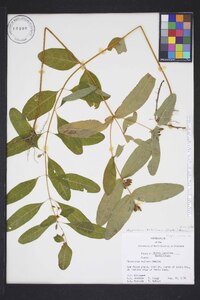 Hypericum tubulosum image