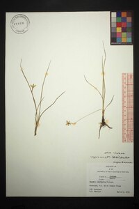 Hypoxis wrightii image