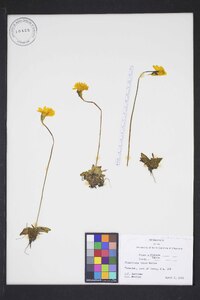 Pinguicula lutea image