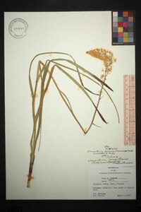 Stenanthium densum image