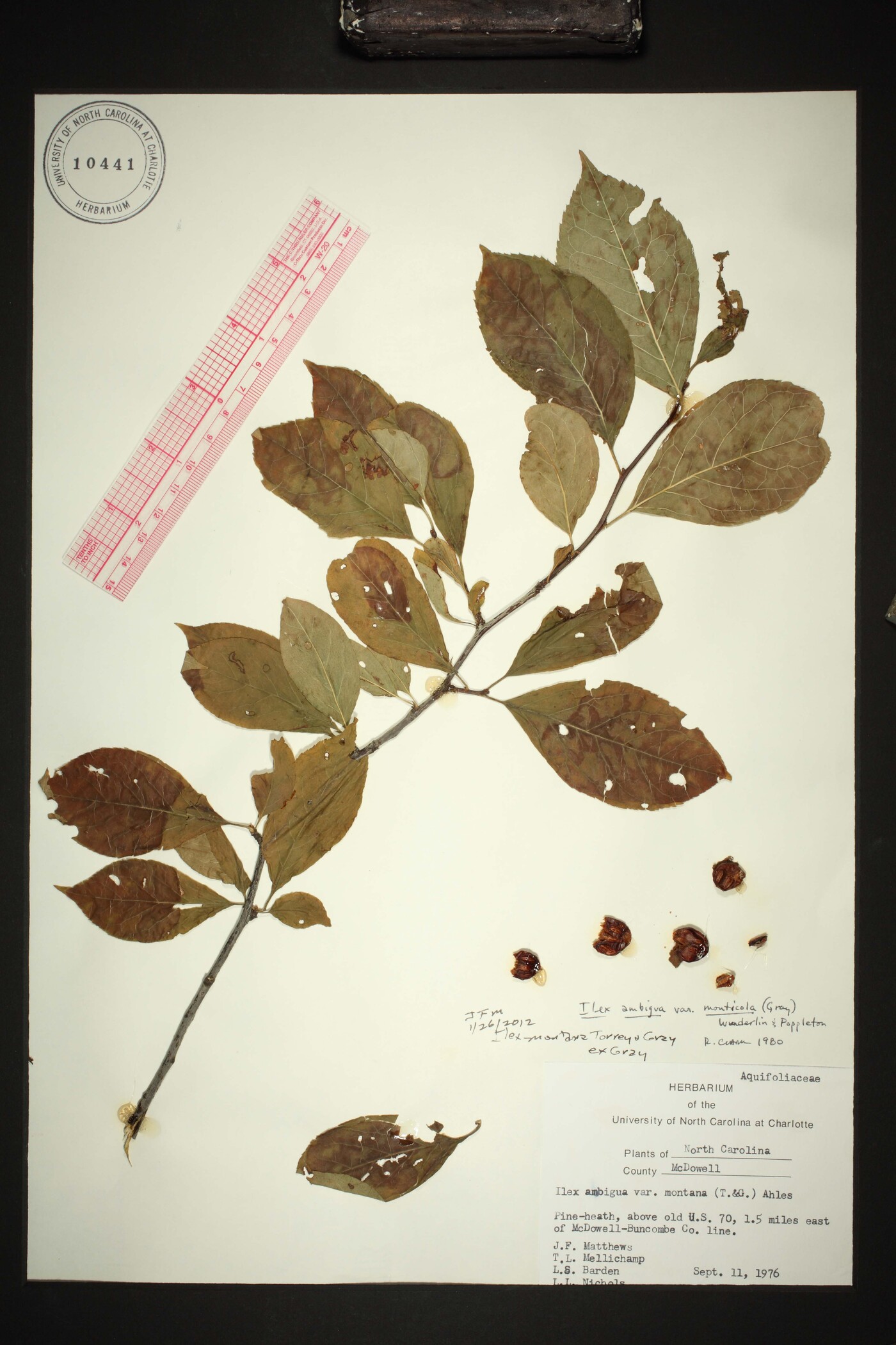 Ilex montana image