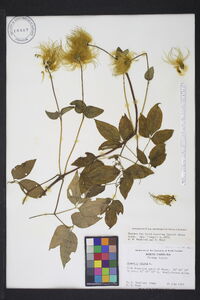 Clematis viorna image