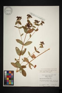 Hypericum mitchellianum image