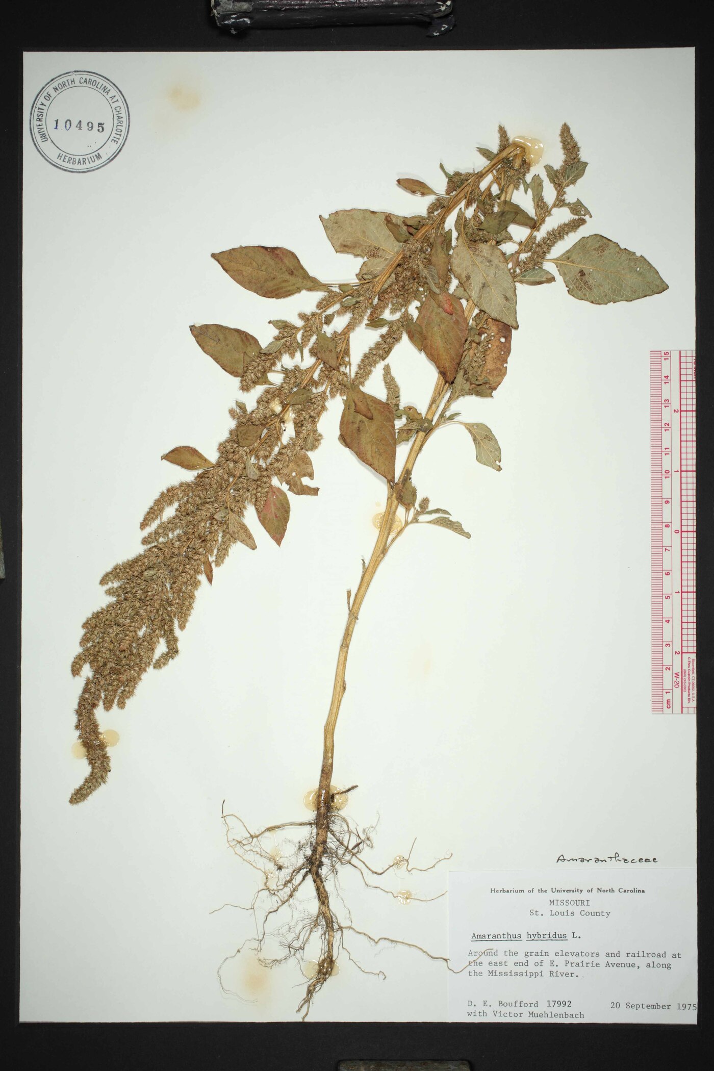 Amaranthus hybridus subsp. hybridus image
