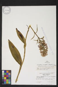 Platanthera grandiflora image