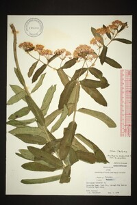 Asclepias tuberosa var. tuberosa image