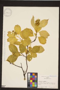 Celastrus scandens image