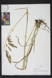 Bromus kalmii image