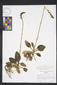 Goodyera pubescens image