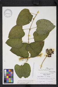 Smilax herbacea image