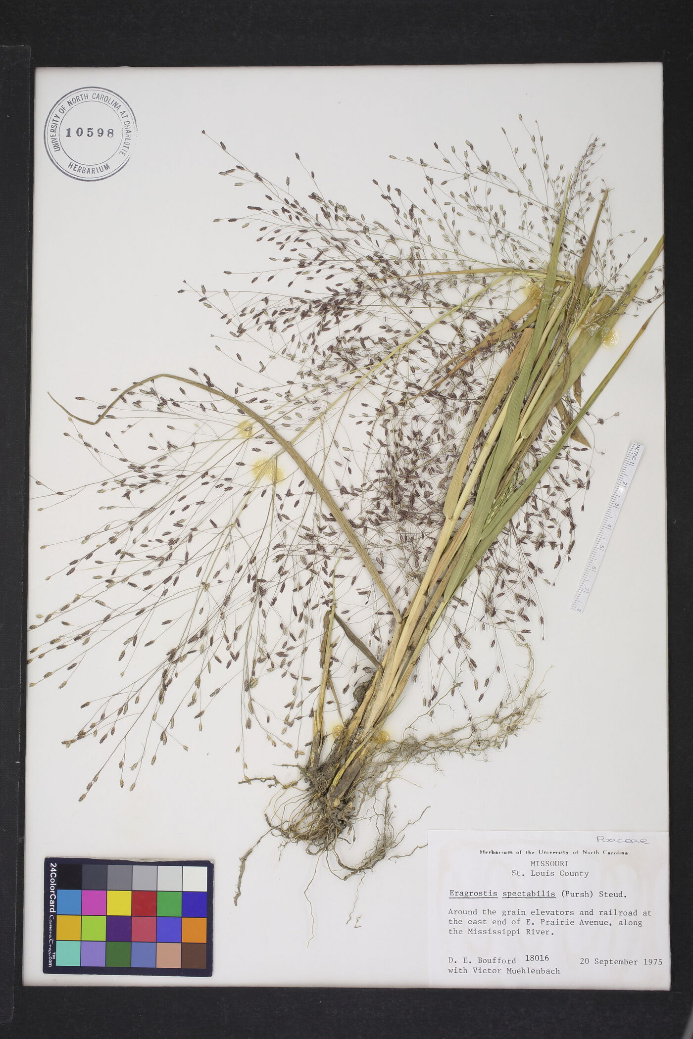 Eragrostis speciosa image