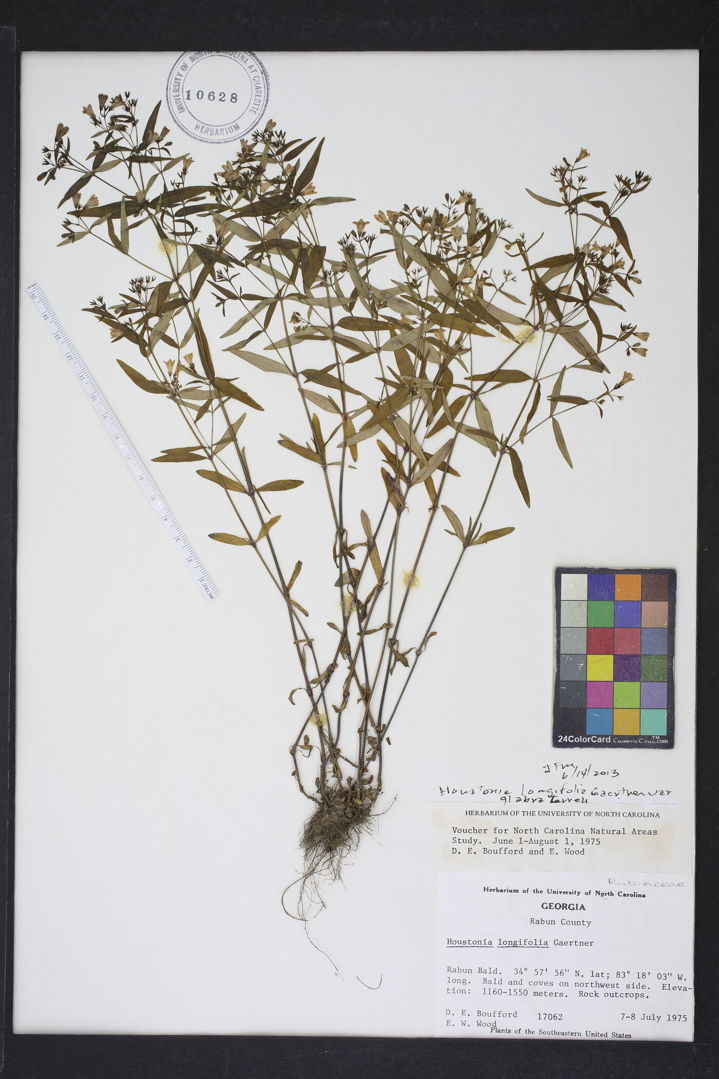 Houstonia longifolia var. glabra image