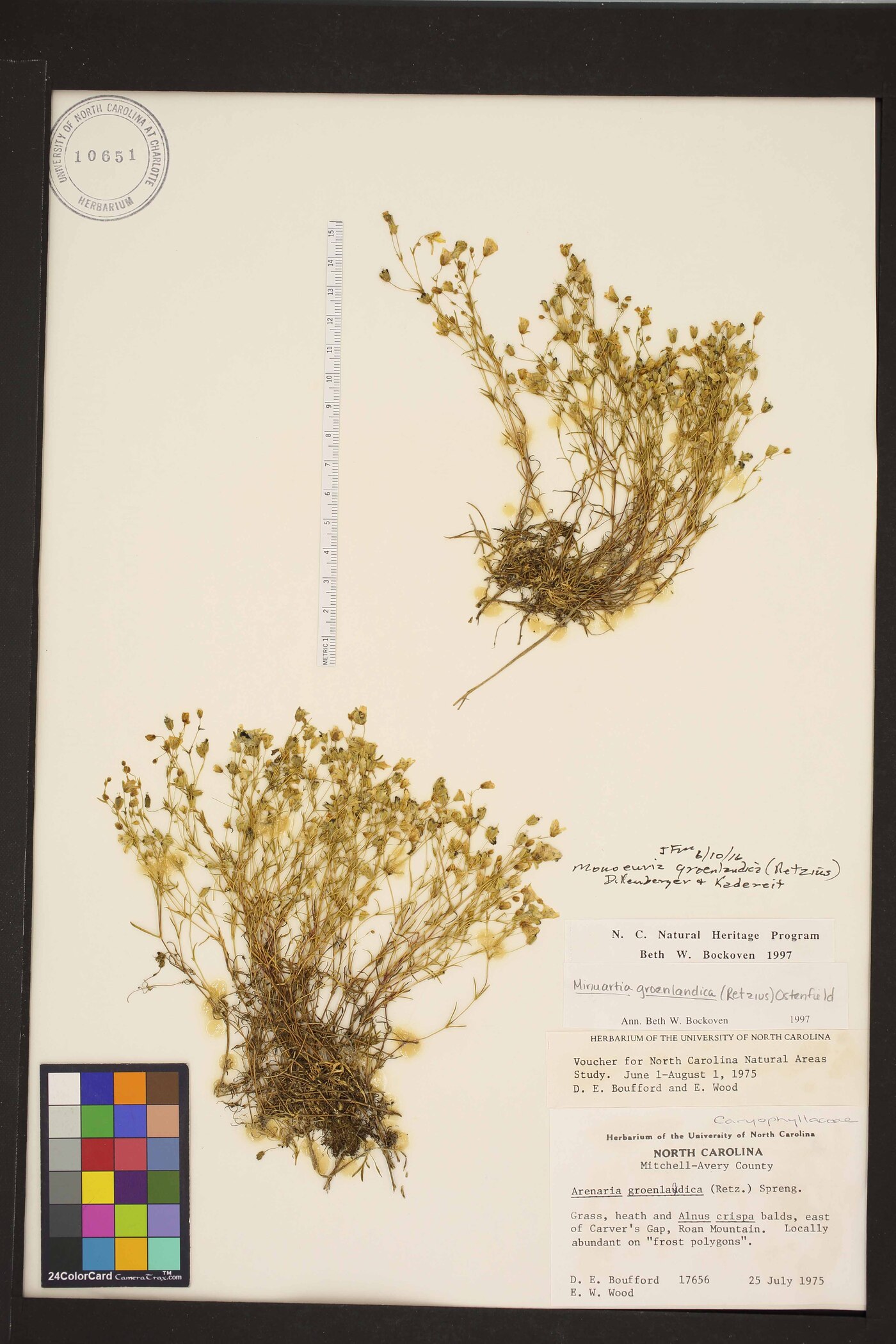 Geocarpon groenlandicum image