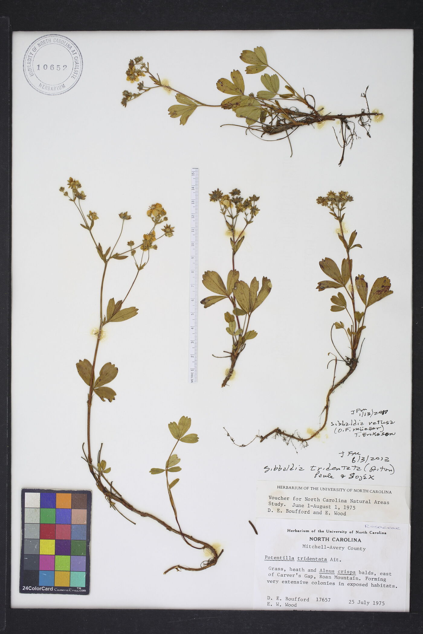 Sibbaldia tridentata image