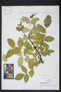 Zanthoxylum americanum image