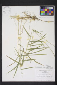 Muhlenbergia sobolifera image