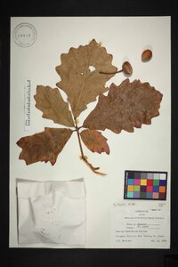 Quercus bicolor image