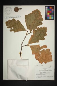 Quercus bicolor image