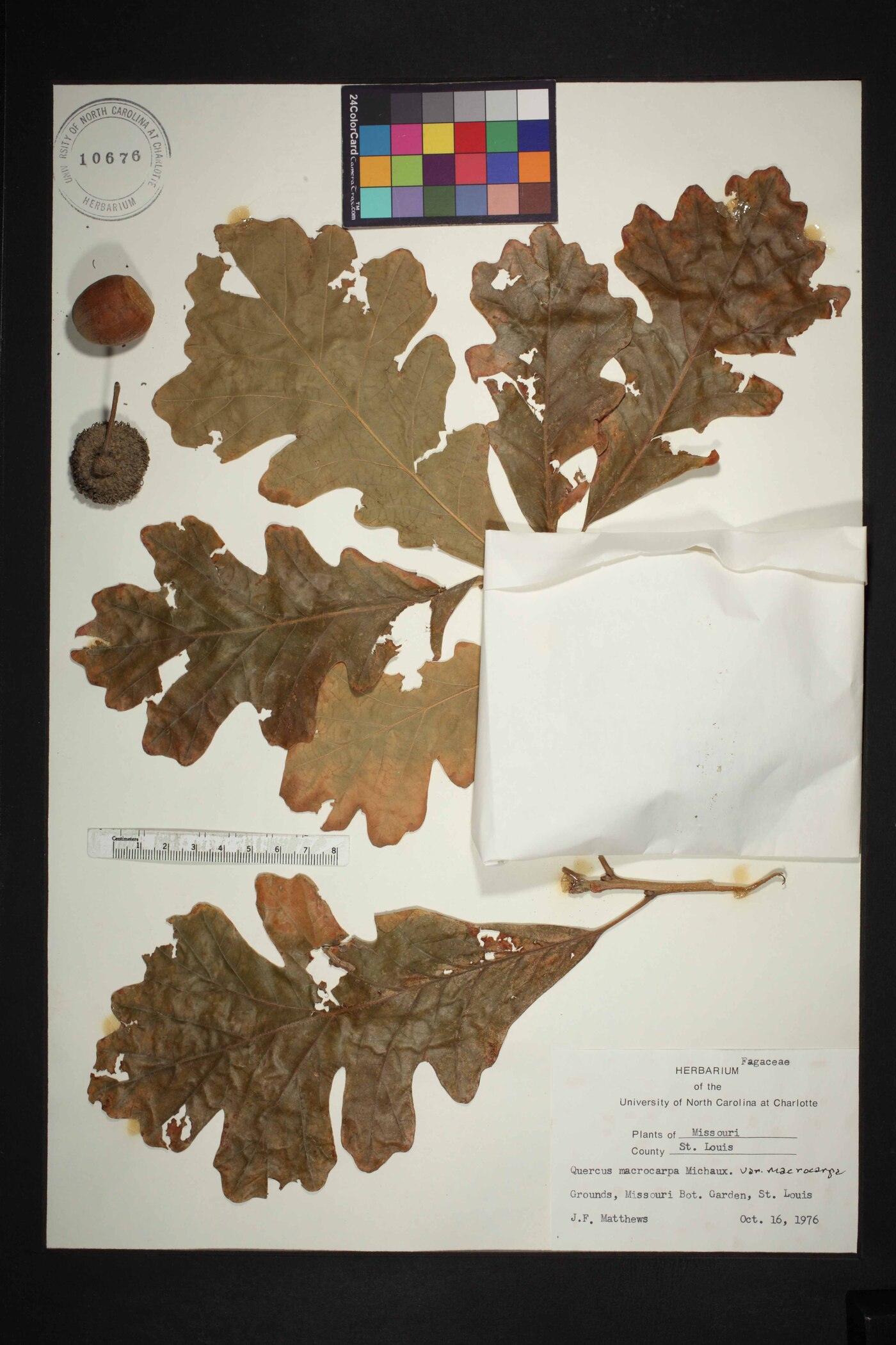 Quercus macrocarpa var. macrocarpa image