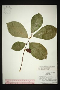 Asimina parviflora image